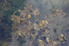 Fucus distichus