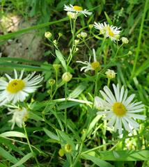 Boltonia asteroides