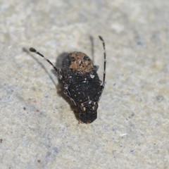 Piesocorynus plagifer