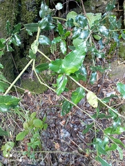 Citronella mucronata