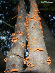 Anthracophyllum discolor