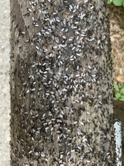 Crematogaster scutellaris