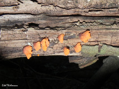 Anthracophyllum discolor