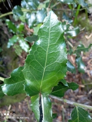 Citronella mucronata