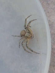 Xysticus
