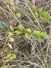 Astragalus glycyphyllos