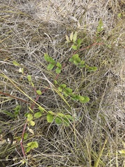 Astragalus glycyphyllos