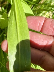 Lilium parvum