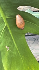 Euglandina rosea