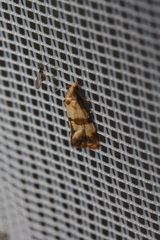 Phalonidia contractana