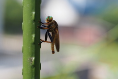 Cophinopoda chinensis
