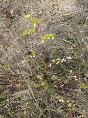 Astragalus glycyphyllos