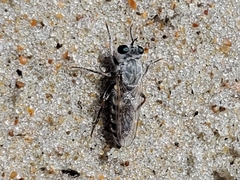 Laphystia