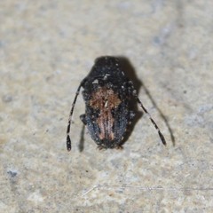 Piesocorynus plagifer