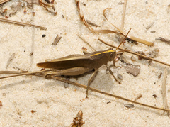 Schistocerca damnifica