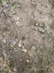 Pogonomyrmex barbatus