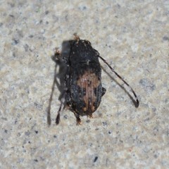 Piesocorynus plagifer