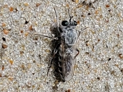 Laphystia