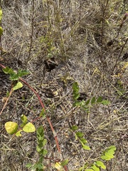 Astragalus glycyphyllos