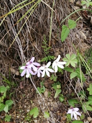 Pinguicula parvifolia