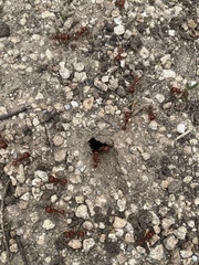 Pogonomyrmex barbatus