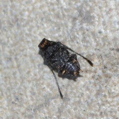Piesocorynus plagifer