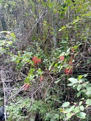 Loranthaceae