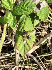 Chrysotoxum bicinctum