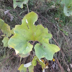 Petasites spurius