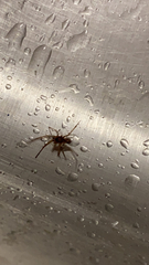 Steatoda grossa