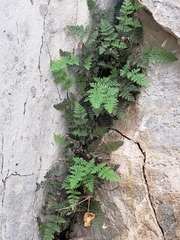 Myriopteris gracilis