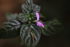 Acanthaceae