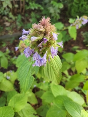 Agastache foeniculum