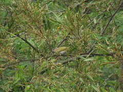 Vireo chivi