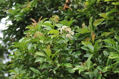 Syzygium guineense