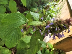 Agastache foeniculum