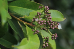 Syzygium guineense