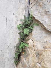 Myriopteris gracilis