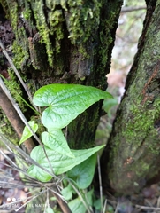 Dioscorea