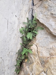 Myriopteris gracilis