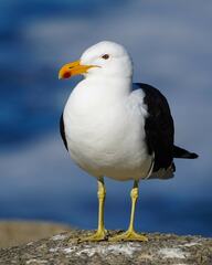 Larus dominicanus dominicanus