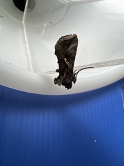Autographa precationis
