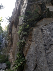 Myriopteris gracilis