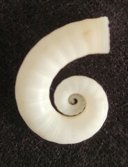 Spirula spirula
