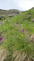 Hedysarum hedysaroides