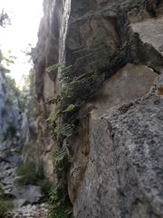 Myriopteris gracilis