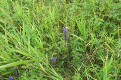 Gentiana pneumonanthe