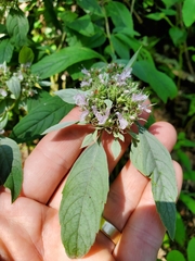 Pycnanthemum