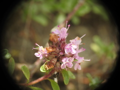 Thymus praecox polytrichus