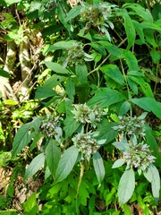 Pycnanthemum